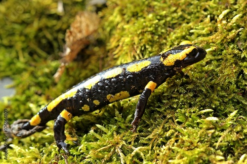 Feuersalamander (Salamandra salamandra) im Nationalpark Kellerwald
