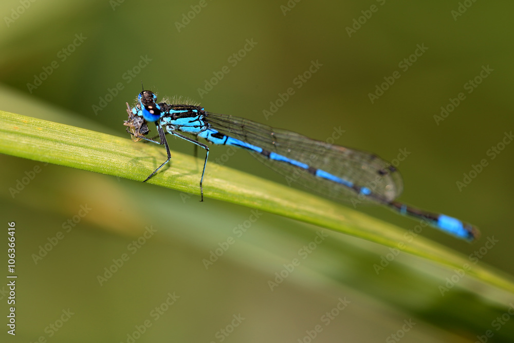A male Variable Damselfly feeding on a small insect prey, Norfolk, England, UK. A male Variable Damselfly feeding on a small insect prey, Norfolk, England, UK.