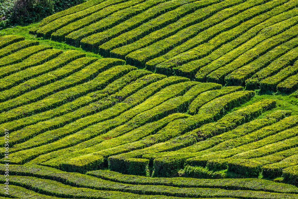 Tea plantation in Porto Formoso. Amazing landscape of outstandin