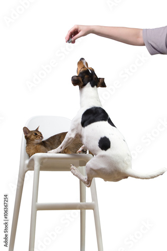 dog jumping on chair to cat for ball
