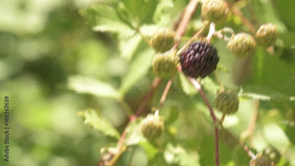Shot of blackberries in the summer sun Shot of blackberries in the summer sun