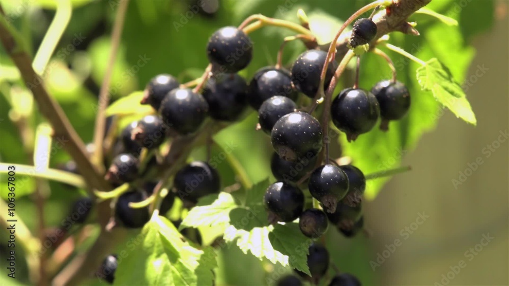 Shot of black currants in the summer sun