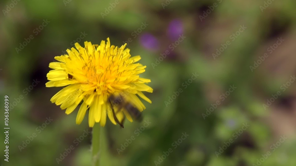 Dandelion and bees under the summer sun Dandelion and bees under the summer sun