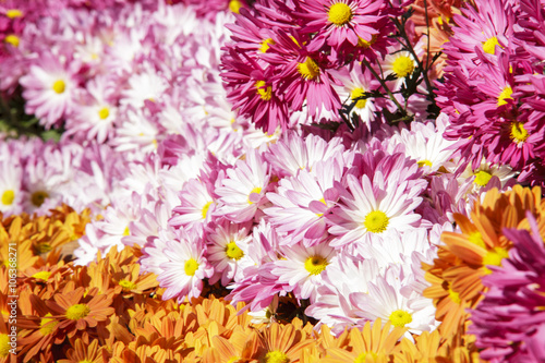 Flowers  flowers chrysanthemum  Chrysanthemum wallpaper  chrysan