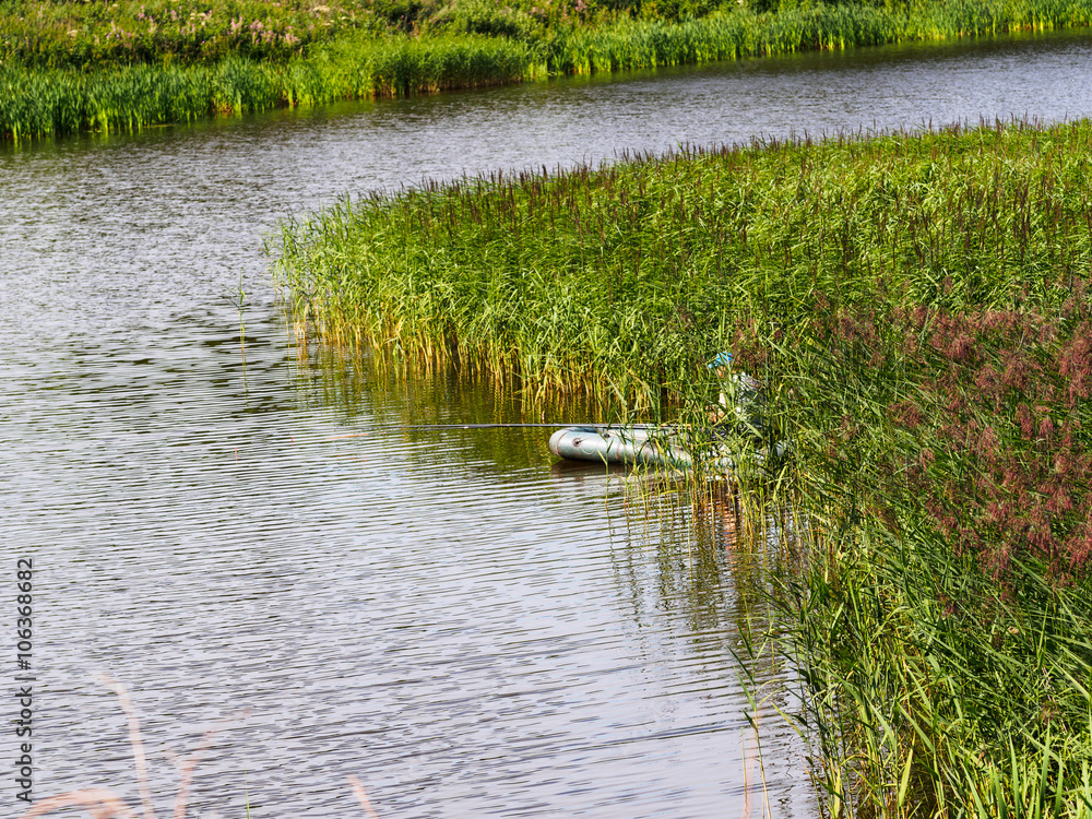 Fototapeta premium Liatris in the garden