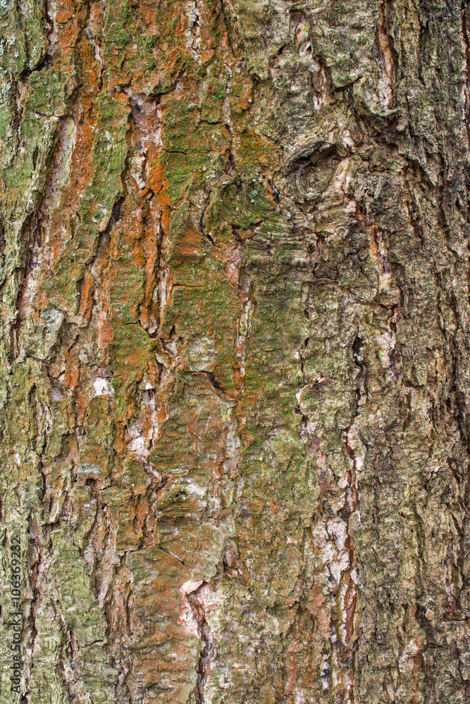 Fototapeta premium Alder tree bark