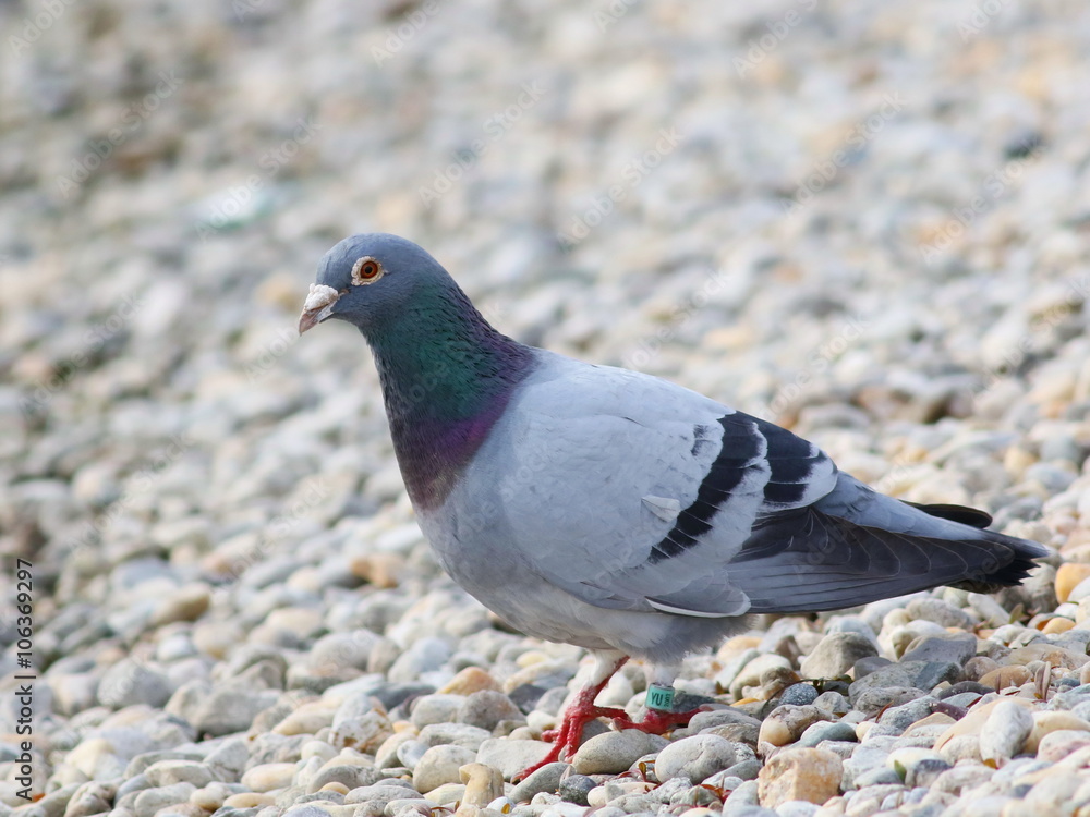 Obraz premium pigeon on sand