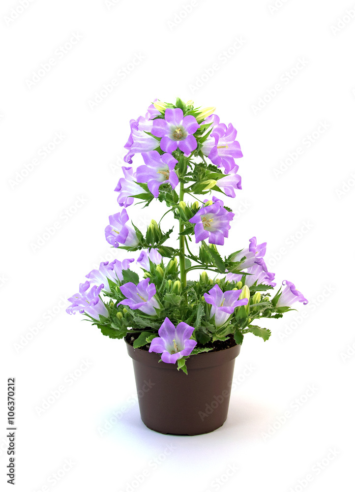 Glockenblume, Campanula Glockenblume, Campanula