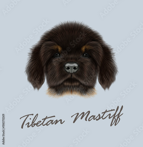 Vector Illustrated Portrait of Tibetan Mastiff puppy. 