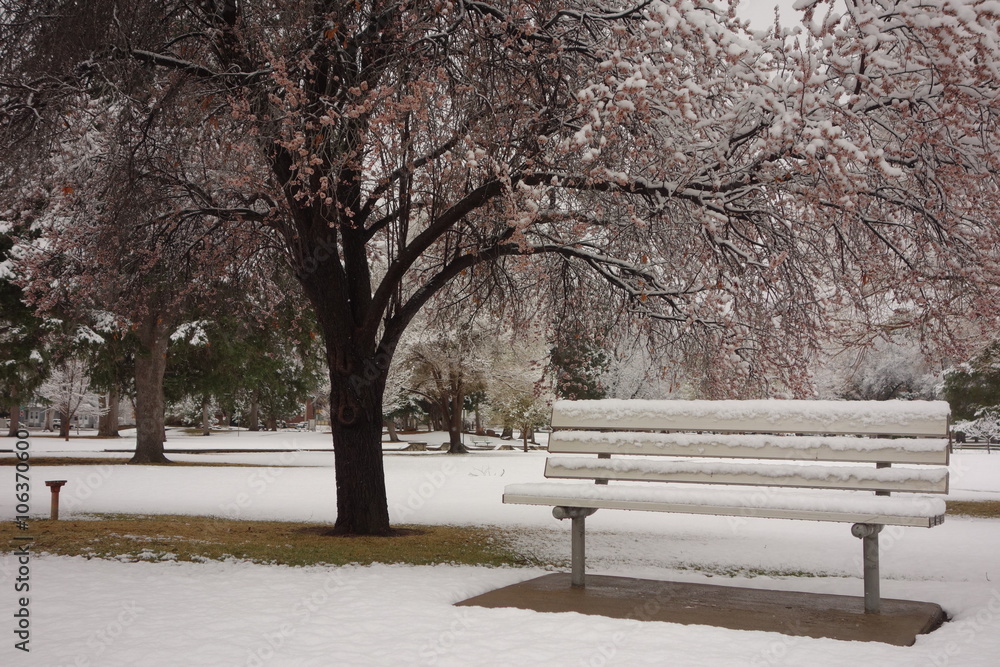 Park Bench and Blooming Cherry Tree in Spring Snowstorm