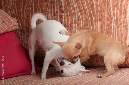  Cinnamon Chihuahua puppy playing with white Chihuahua on sofa