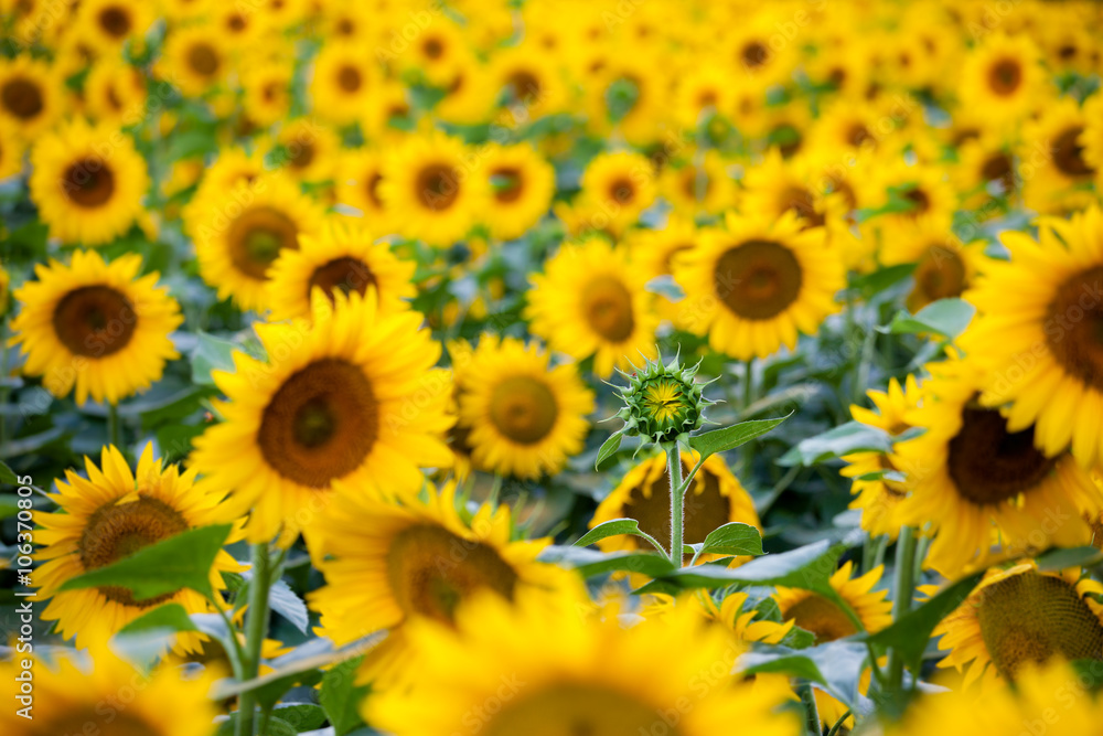 Sunflowers