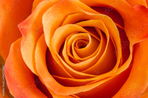 Orange rose close up