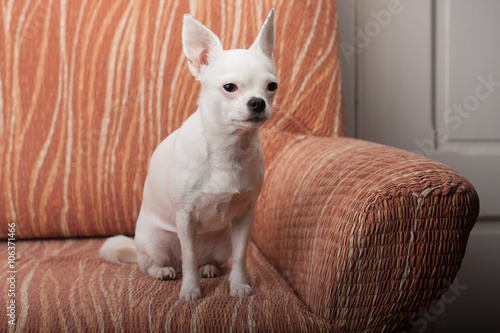 White Chihuahua sitting on sofa, 3 years old female.