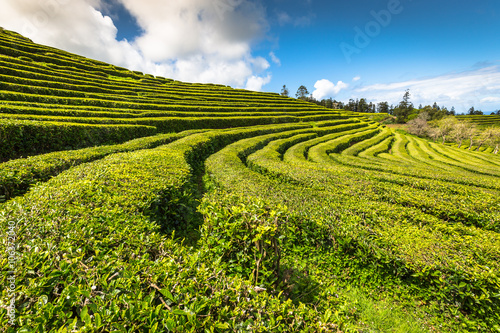 Tea plantation in Porto Formoso. Amazing landscape of outstandin photo