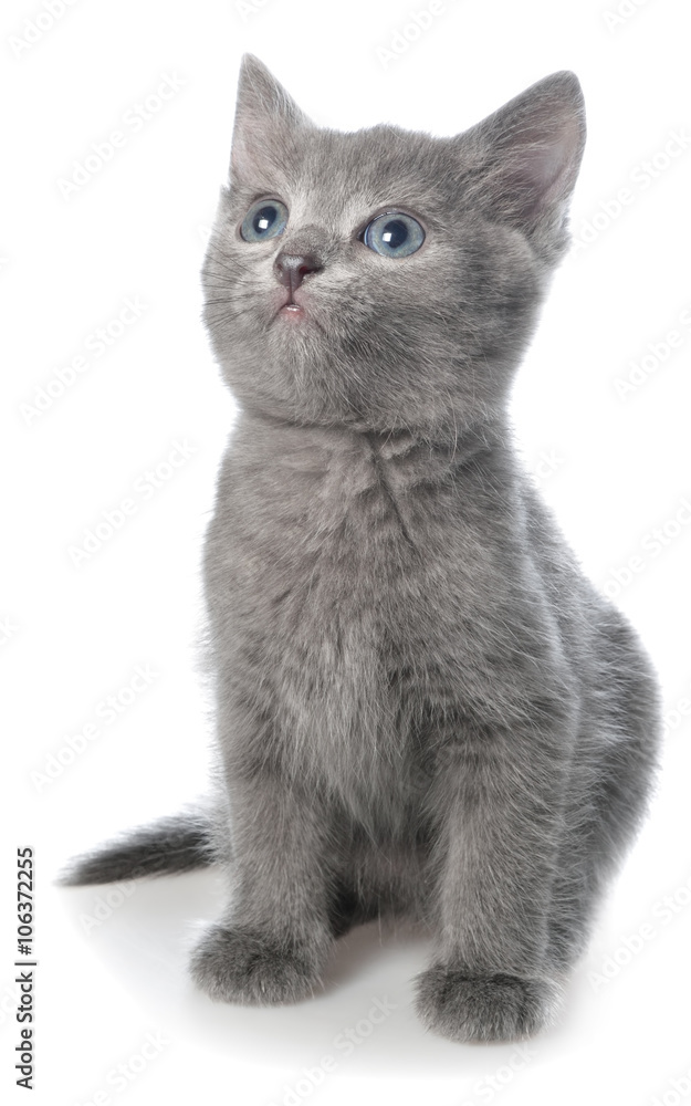Obraz premium Small gray shorthair kitten sitting