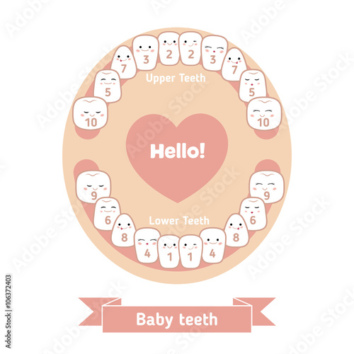 Baby teething chart