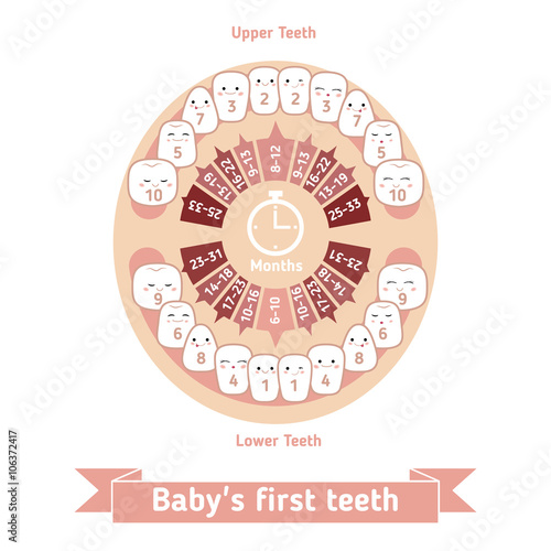 Baby teething chart