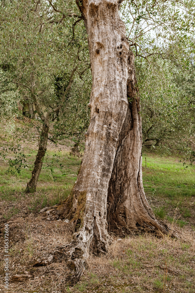 Fototapeta premium Stare kościste drzewo oliwne Włochy