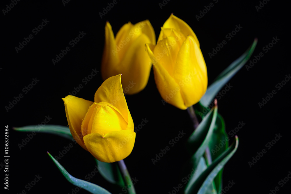 Fototapeta premium Tulipany