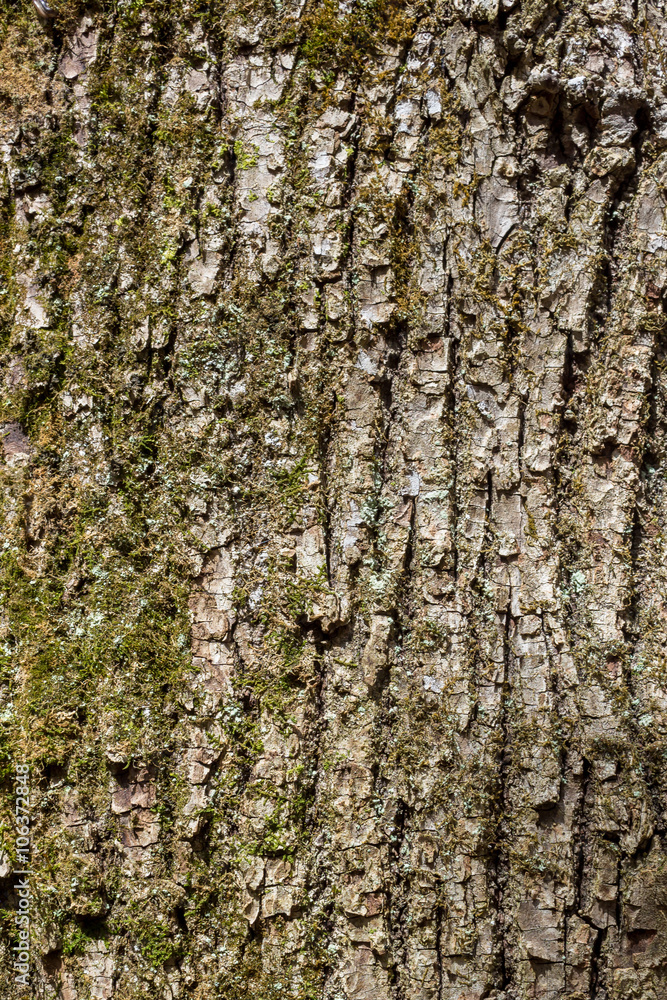 tree bark texture background tree bark texture background
