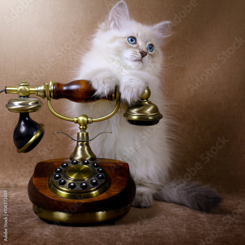 Siberian kitten with retro telephone