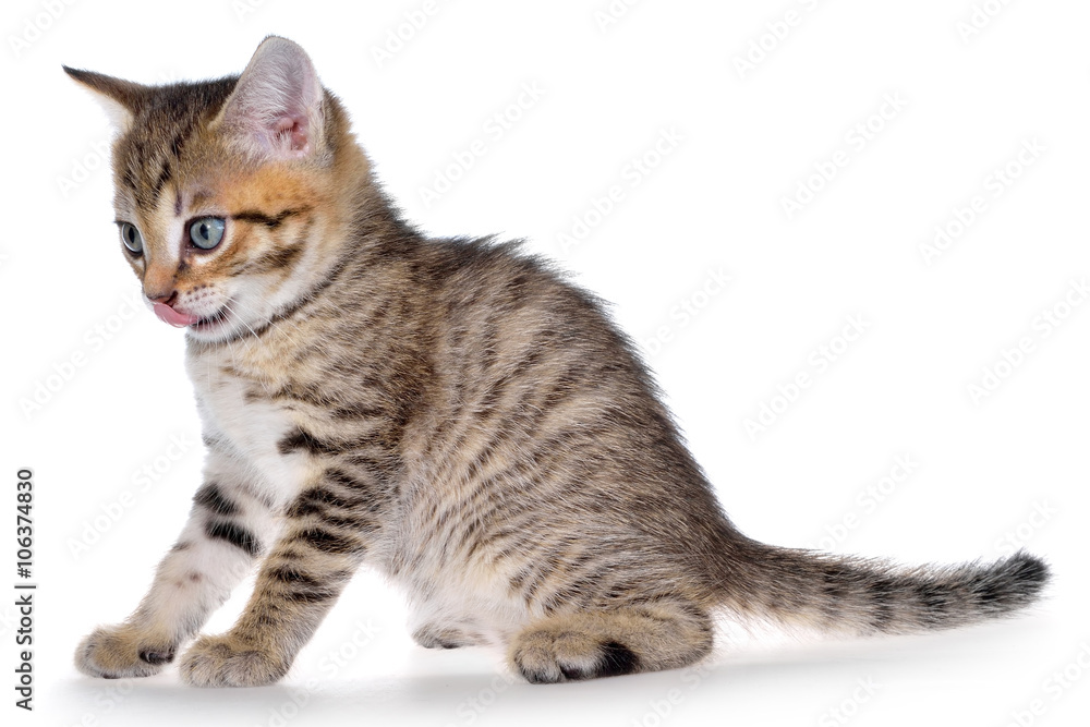 Obraz premium Shorthair brindled kitten mouth