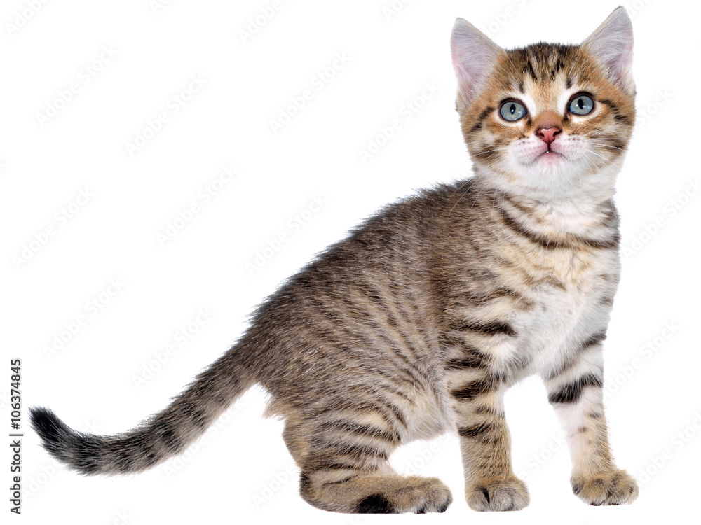 Shorthair brindled kitten crawling sneaking Shorthair brindled kitten crawling sneaking