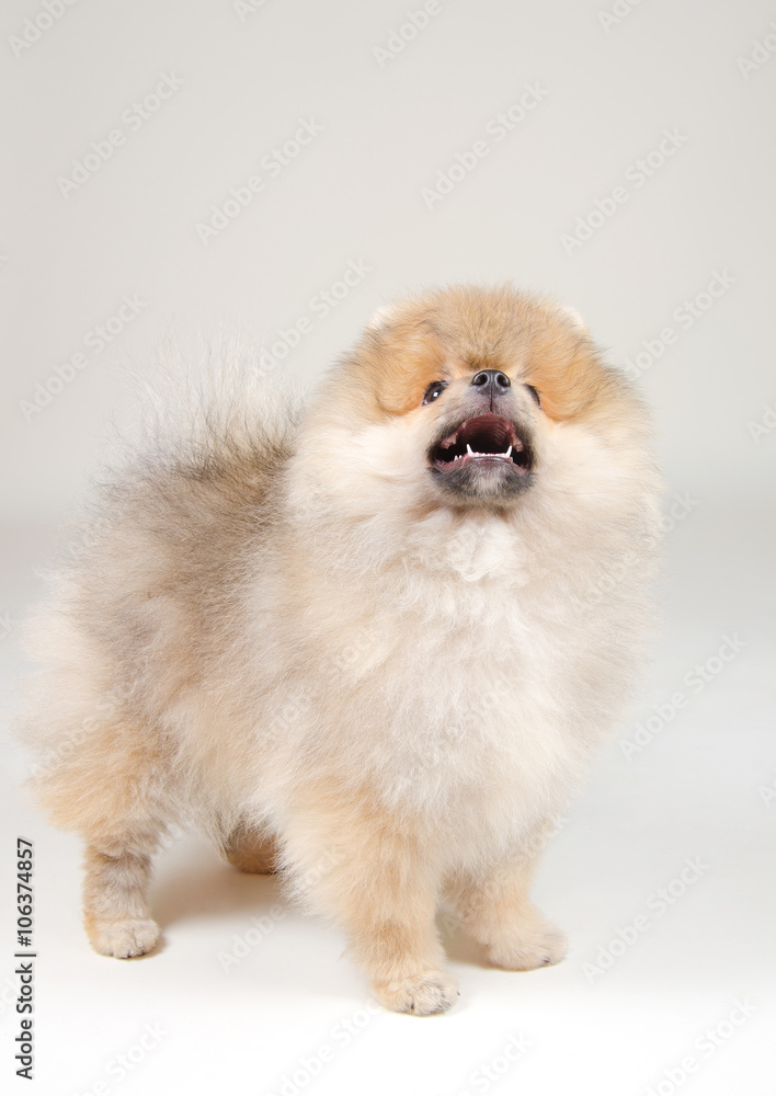 Cute barking Pomeranian puppy looking up (on a gray background) Cute barking Pomeranian puppy looking up (on a gray background)