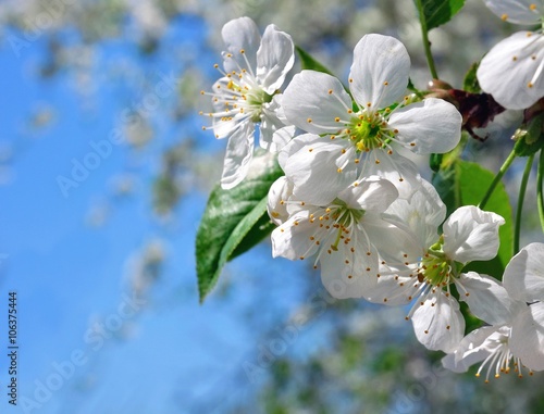 Blooming cherry in front of blue sky