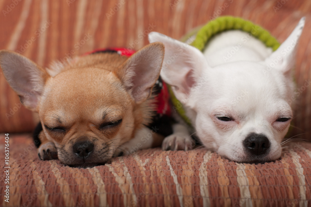 Two Chihuahua dogs dressed with pullovers resting on sofa