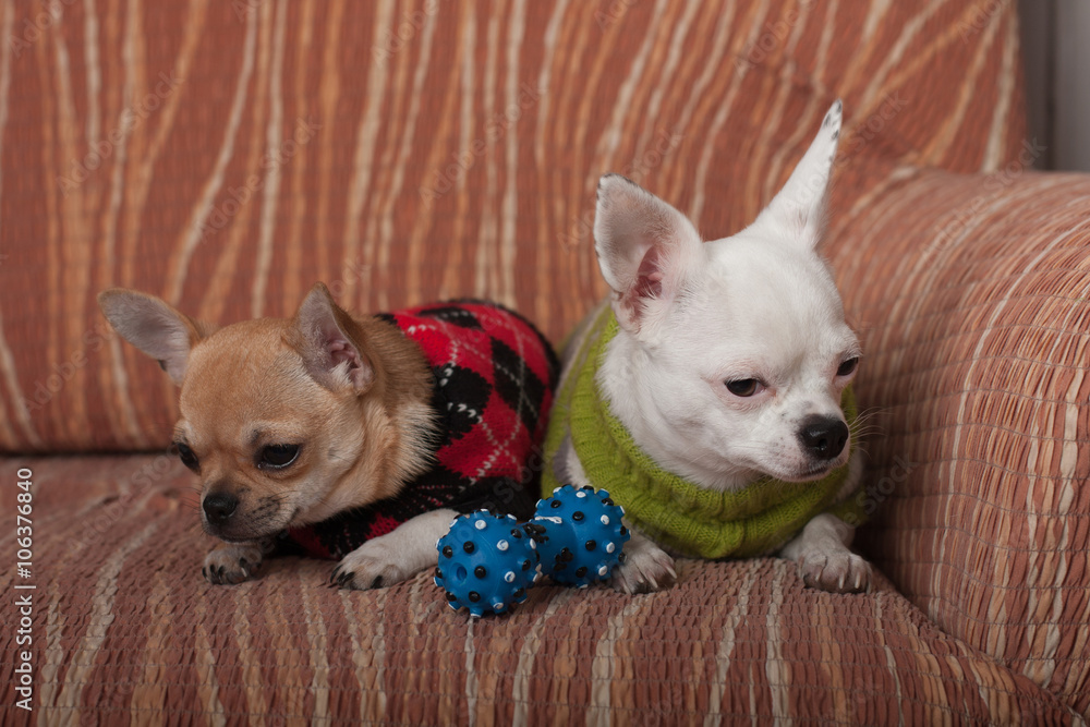 Two Chihuahua dogs dressed with pullovers resting on sofa Two Chihuahua dogs dressed with pullovers resting on sofa