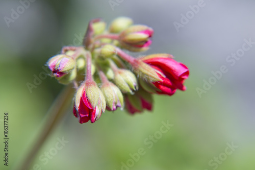 Fototapeta Naklejka Na Ścianę i Meble -  Geranium blossoms