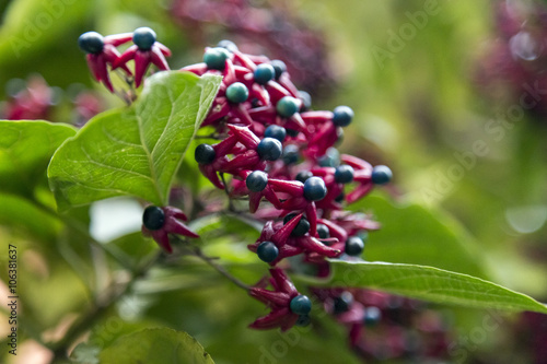 Fuchsia colored flower blossoms close-up