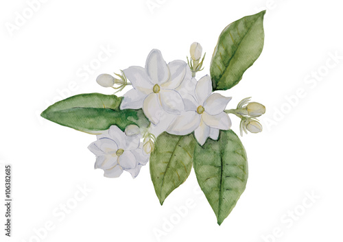 Jasmine flowers with leaves  isolated on white background vector illustration
