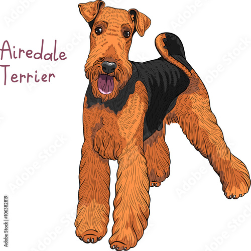 color sketch of the dog Airedale Terrier breed 