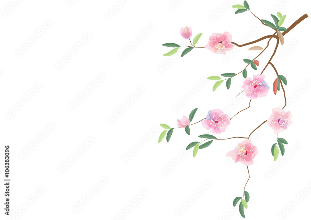 pink flowers on branch with leaves on white background,vector illustration