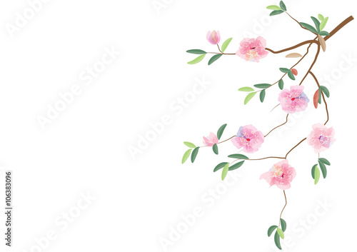 pink flowers on branch with leaves on white background,vector illustration