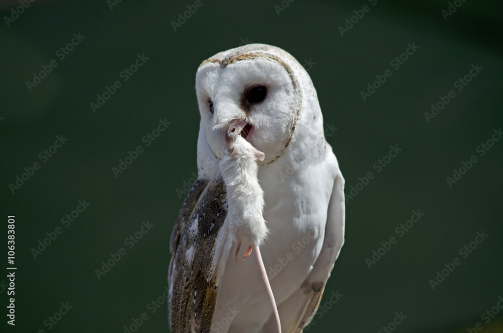 Fototapeta premium barn owl