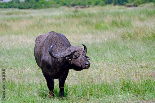 African buffalo  Maasai Mara Game Reserve  Kenya
