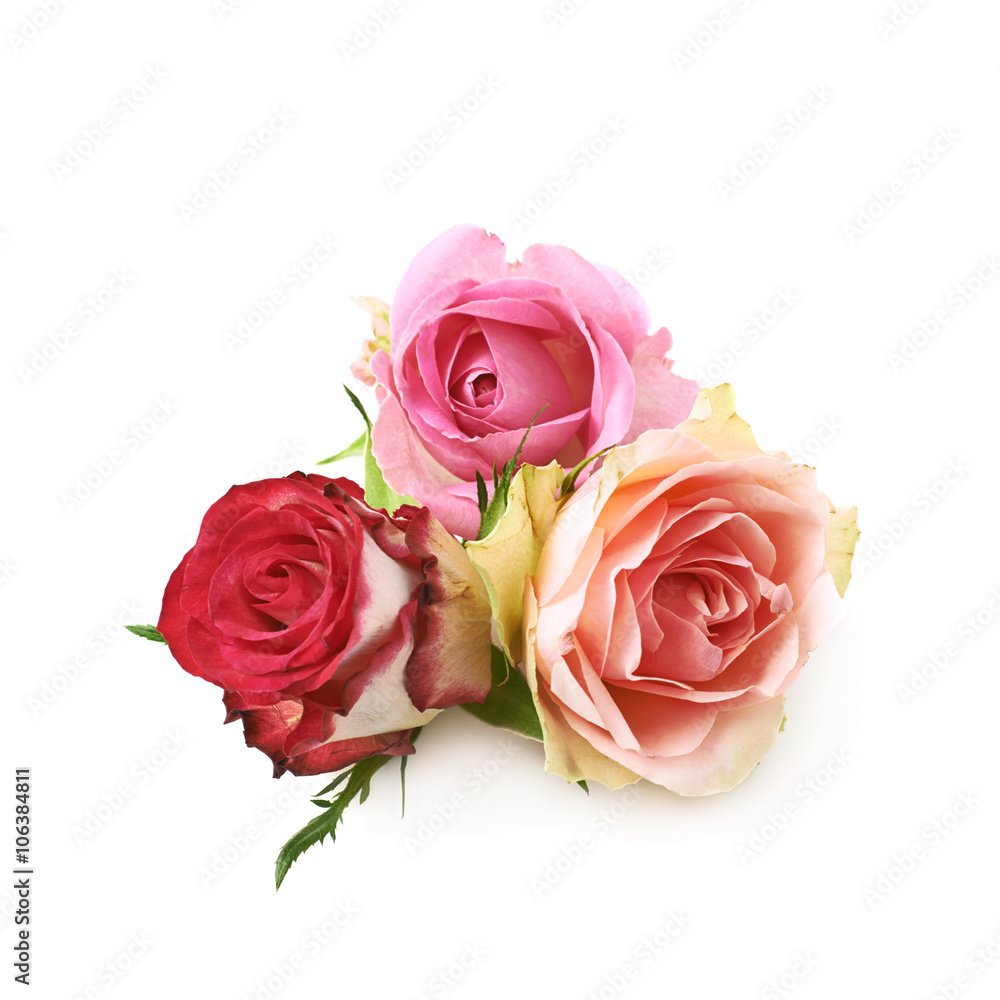 Rose buds composition isolated Rose buds composition isolated