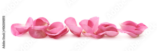 Line of pink rose petals