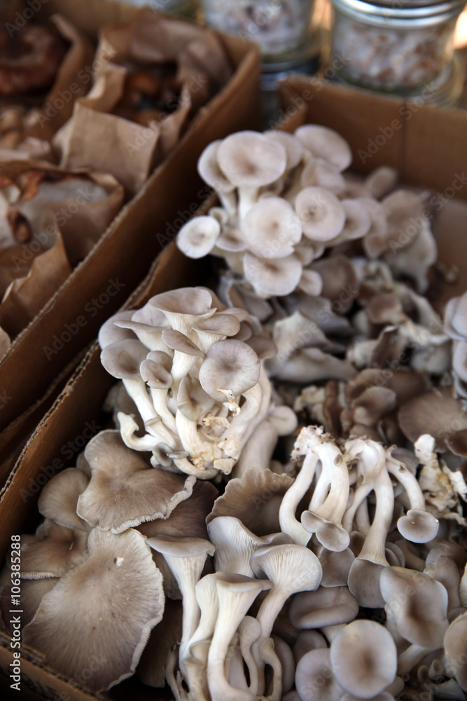 oyster mushrooms 