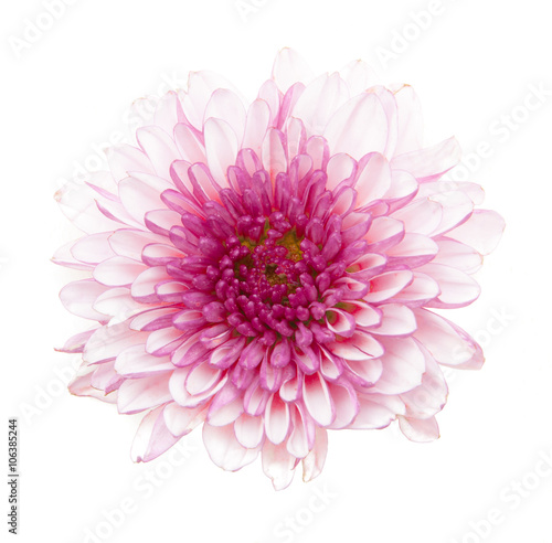 white pink chrysanthemum flowers isolated