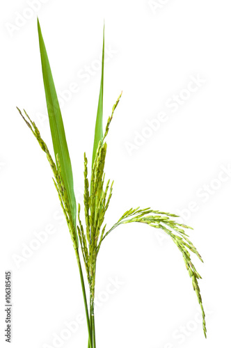 green spike rice Isolated