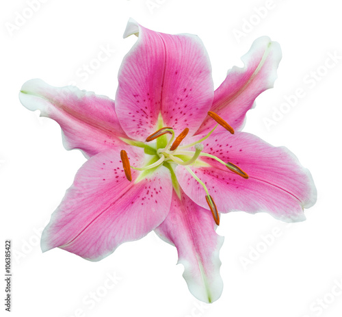 beautiful meadow with pink lilies isolated