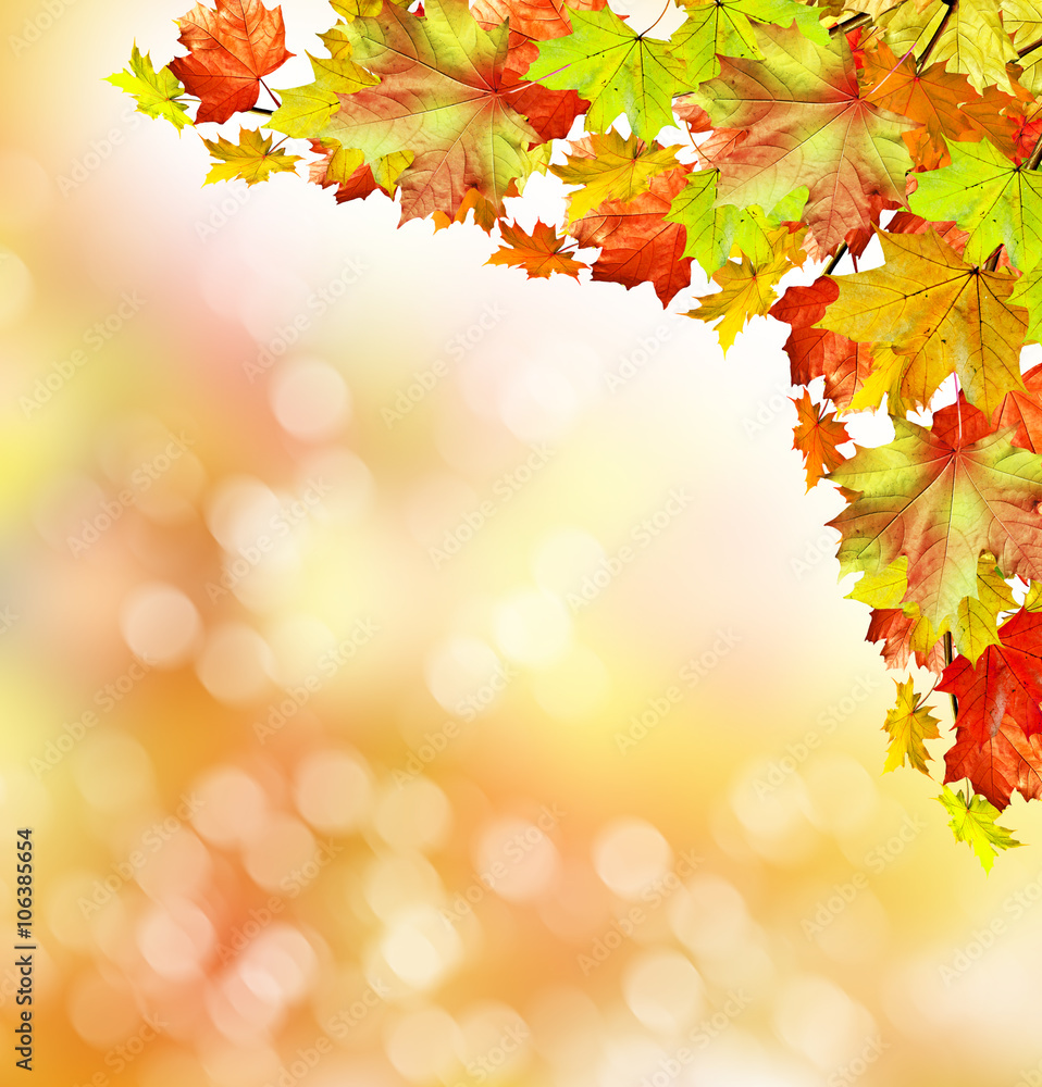 Autumn foliage. Autumn foliage.