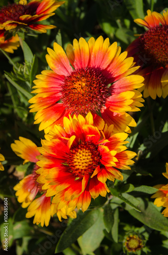 Beautiful and multicolored Indian Goblin Blanket Flowers