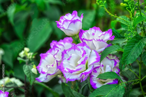 Lisianthus flowers in the garden shy with big purple petals as soft white young woman in a flower garden blooming beautiful