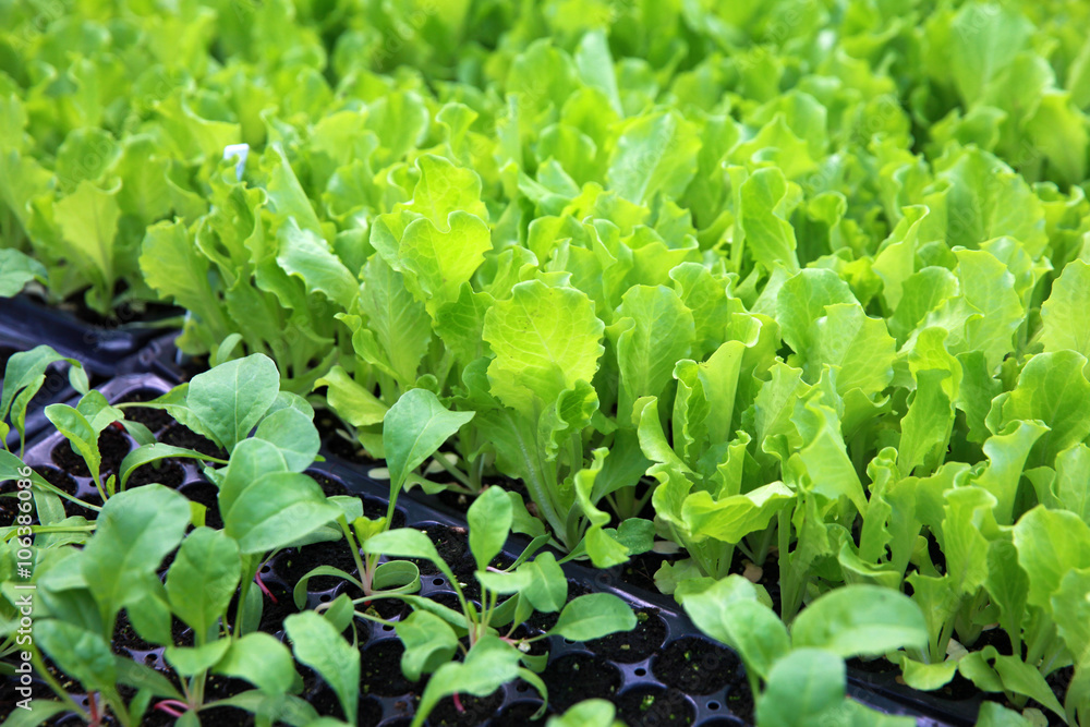 Fototapeta premium lettuce seedlings